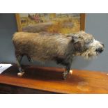 A taxidermy peccary