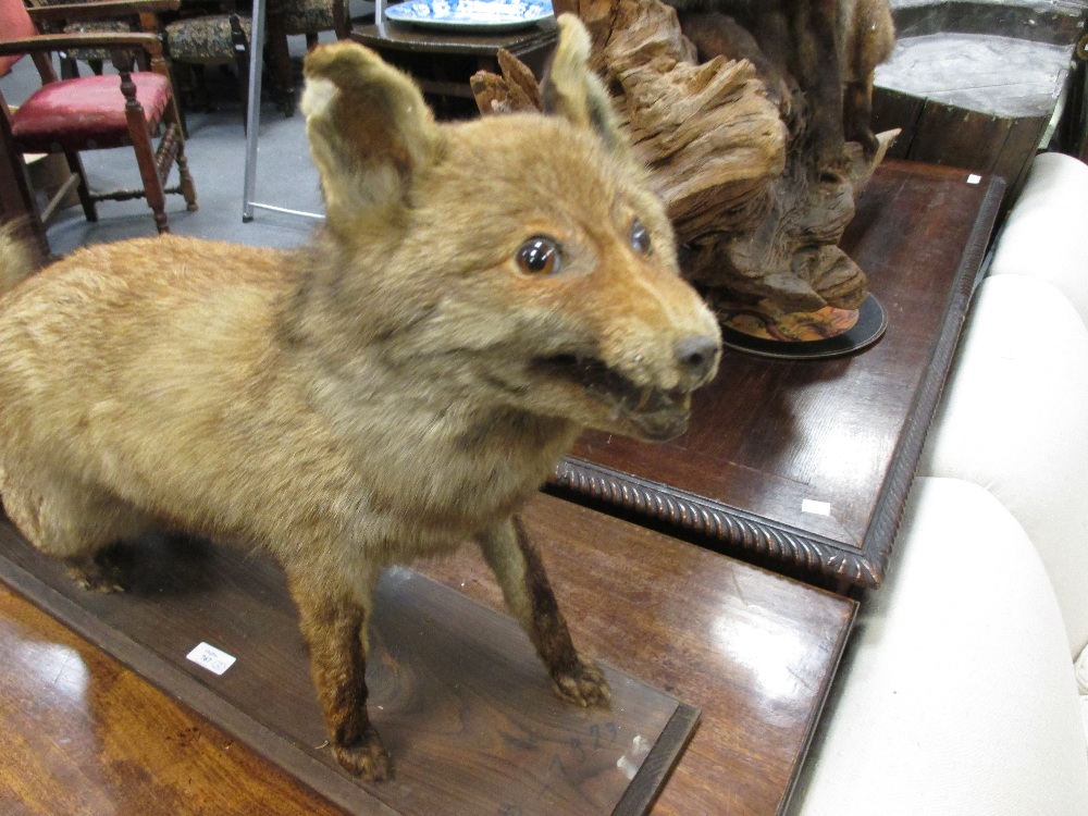 Two taxidermy models of foxes (2) - Bild 3 aus 4