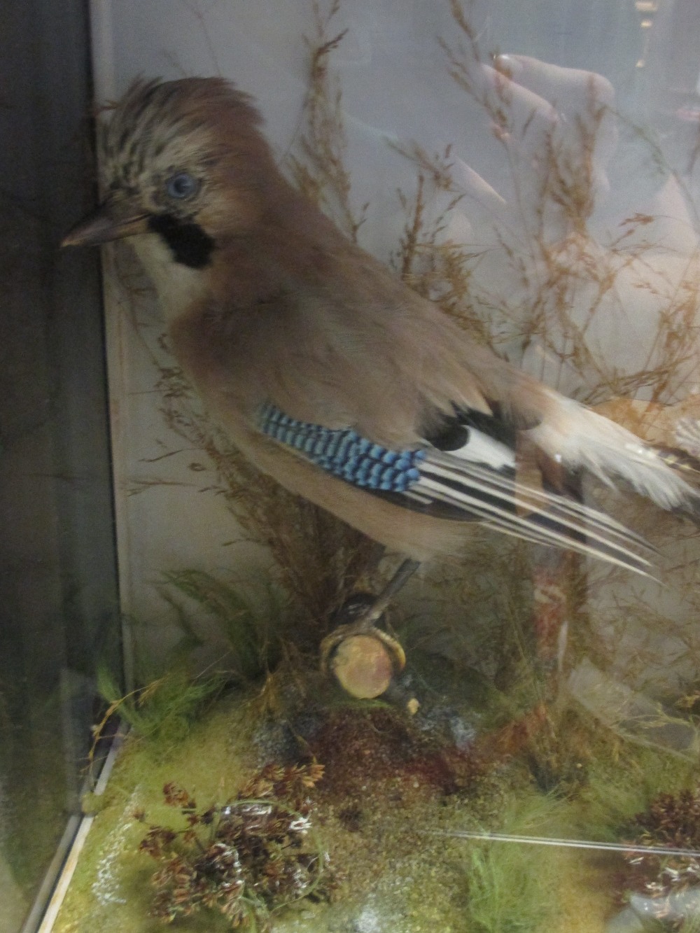 A taxidermy jay in glazed case, 43 x 34 x 20cm