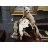 Four taxidermy models of stoats and weasels