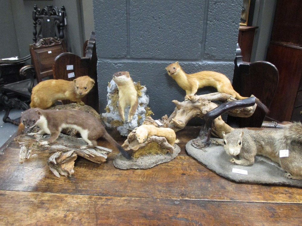 Seven taxidermy models of stoats and weasels