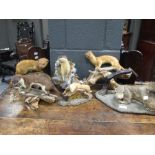 Seven taxidermy models of stoats and weasels