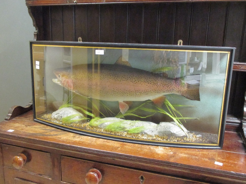 A taxidermy cased brown trout