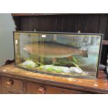 A taxidermy cased brown trout