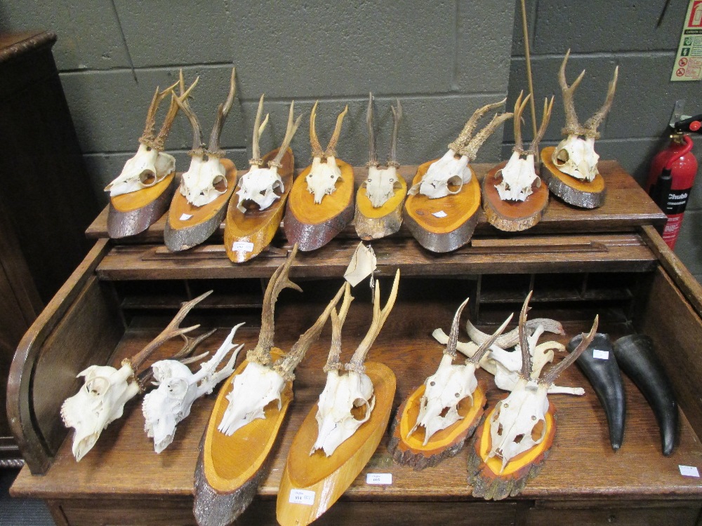 Twelve roebuck deer antlers, mounted and other other pieces of bone and skull