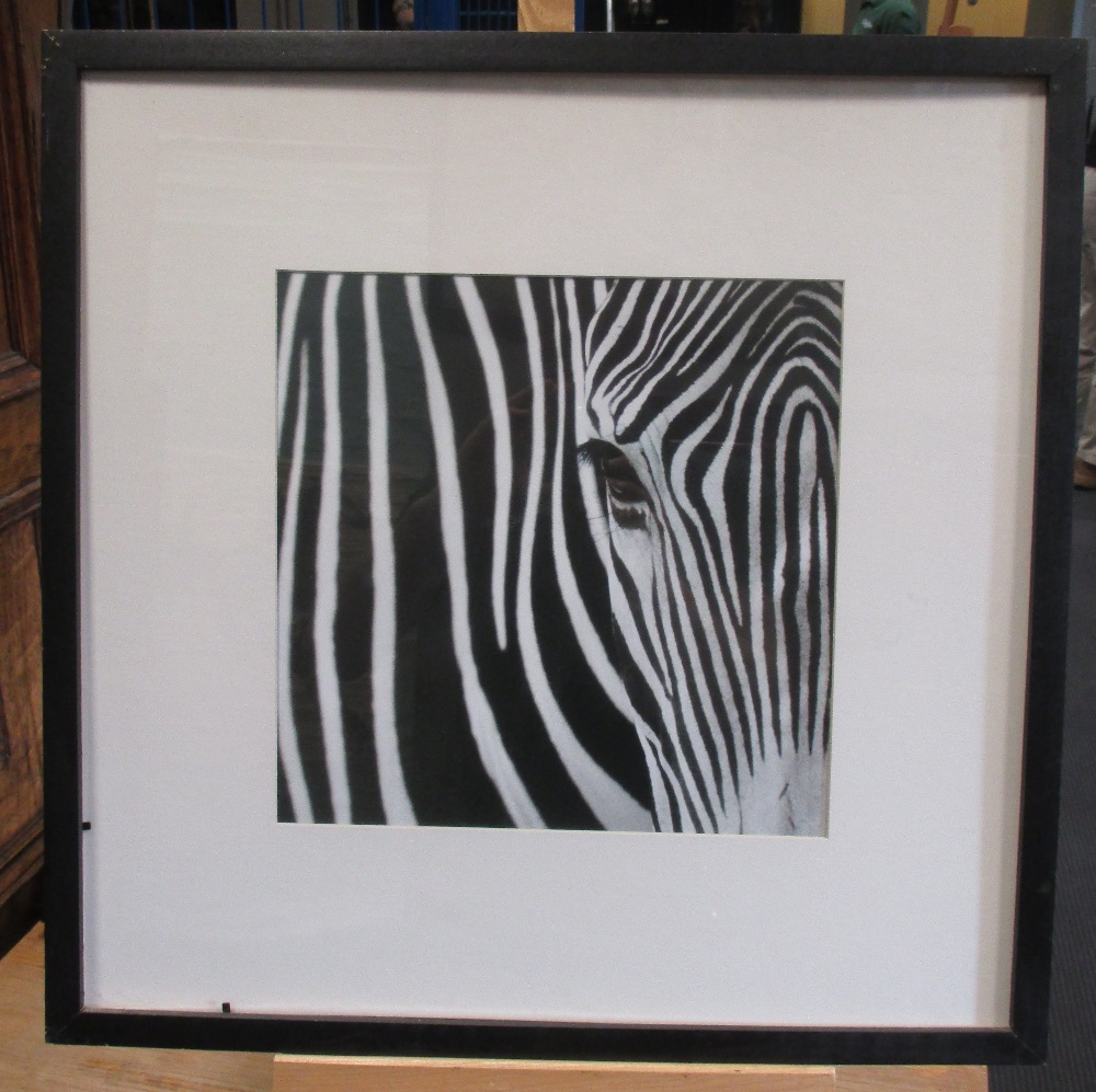 Modern British School (20th Century) Studies of Zebras photographic prints (3) 29 x 29cm (11 x 11in) - Image 3 of 4
