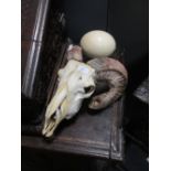 A ram's skull, an ostrich egg and another skull