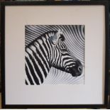 Modern British School (20th Century) Studies of Zebras photographic prints (3) 29 x 29cm (11 x 11in)