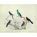 William Cecil Robinson (British fl. 1870-1910) A folio of natural history drawings and