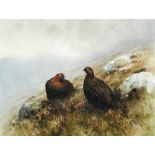 Rachel McGilvray (British, 20th Century) Study of Grouse in the Highlands signed lower right "R