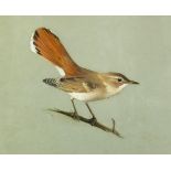 Archibald Thorburn (Scottish, 1860-1935) Study of a Rufus Warbler watercolour 19 x 23cm (7 x 9in)