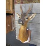 Roe Buck, neck mount