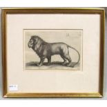 W. Hollar after Albrecht Durer. A lion standing, etching on laid paper published by C. Galle c.1649,