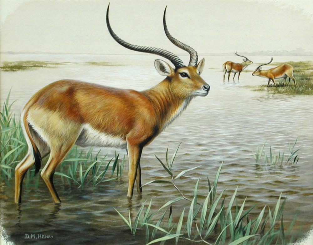 § David Morrison Reid Henry (British, 1919-1977), Red Lechwe; and Sassaby, signed lower left "D M - Image 6 of 7