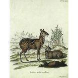 A series of eight hand-coloured engravings of African game, engravings, 23 x 18 cm (8)
