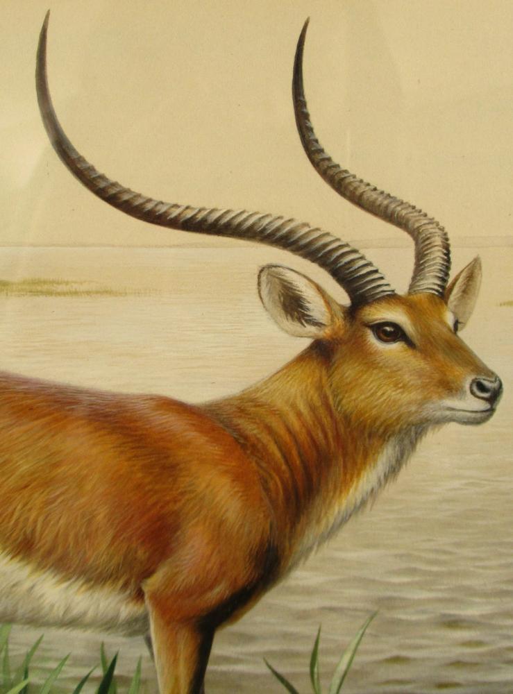 § David Morrison Reid Henry (British, 1919-1977), Red Lechwe; and Sassaby, signed lower left "D M - Image 3 of 7