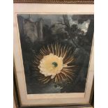 Robert Dunkarton after Philip Reinagle, The Night-Blooming Cereus, coloured mezzotint published 1800