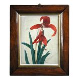 J Hervey, in the Manner of Peter Brown (British, fl. circa 1758-1799) A Jacobean or Aztec Lily (