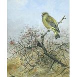 § George Edward Lodge (British, 1860-1954) Greenfinch signed lower right "G E Lodge" watercolour
