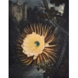 Robert Dunkarton (British, 1744-1811) after Philip Reinagle The Night-Blooming Cereus coloured