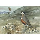 § Allen William Seaby (British, 1867-1953) Dotterel Charadrius Morinellus, two adults and three