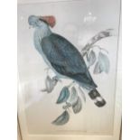 Four ornithological colour prints after Gould and Richter. Menura Superba (lyre bird); Apteryx