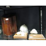A mahogany knife box tigether with a smaller box, a conch shell together with a smaller shell