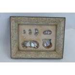 A framed collection of the stages of a cultured pearl.