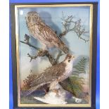 A cased Taxidermy set of three birds; Short-eared Owl, Peregrine and Domestic Dove, the owl