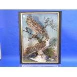 A cased Taxidermy set of three birds; Short-eared Owl, Peregrine and Domestic Dove, the owl