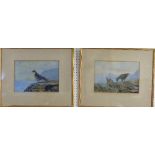 R. B. Lodge (British, 19thC/20thC), Golden Eagle and Peregrine Falcon, a pair, watercolour, both