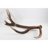 A stag antler arranged as a table top candle holder (origin Chamonix).