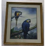 A framed ornithological oil painting study of two Blue Macaws on tree boughs, 57.5 x 45cm.