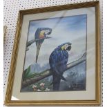 A framed ornithological oil painting study of two Blue Macaws on tree boughs, 57.5 x 45cm.