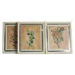A set of seven 18th Century Chinese export botanical watercolour, all inscribed, 34 x 28cm (7)