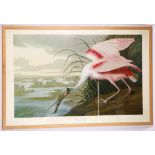 After J.J. Audubon. 'Roseate Spoonbill' (Platalea Ajaj), later full colour lithograph after the