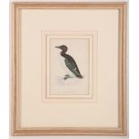 A selection of framed ornithological colour engravings: 'Egyptian Goose', 'Red-Breasted Goose', '