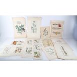 An interesting and varied selection of 18th and 19th Century botanical hand tinted engravings. A