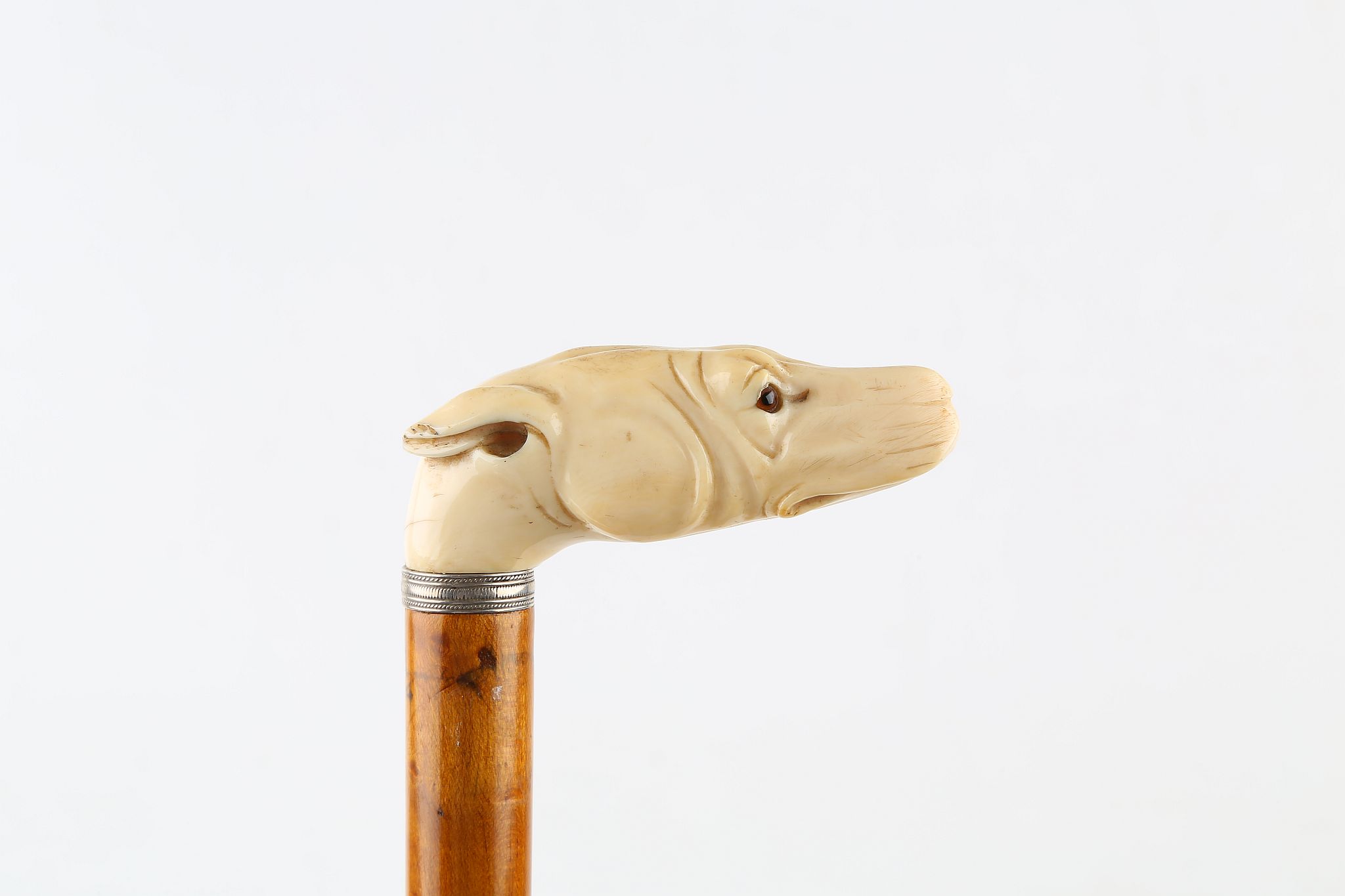 A LATE 19TH CENTURY CANE, ivory dog with glass eyes mounted with silver collar on a blond hardwood