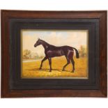 An equine oil painting study of a thoroughbred horse in a landscape, oak framed, 27 x 37cm.