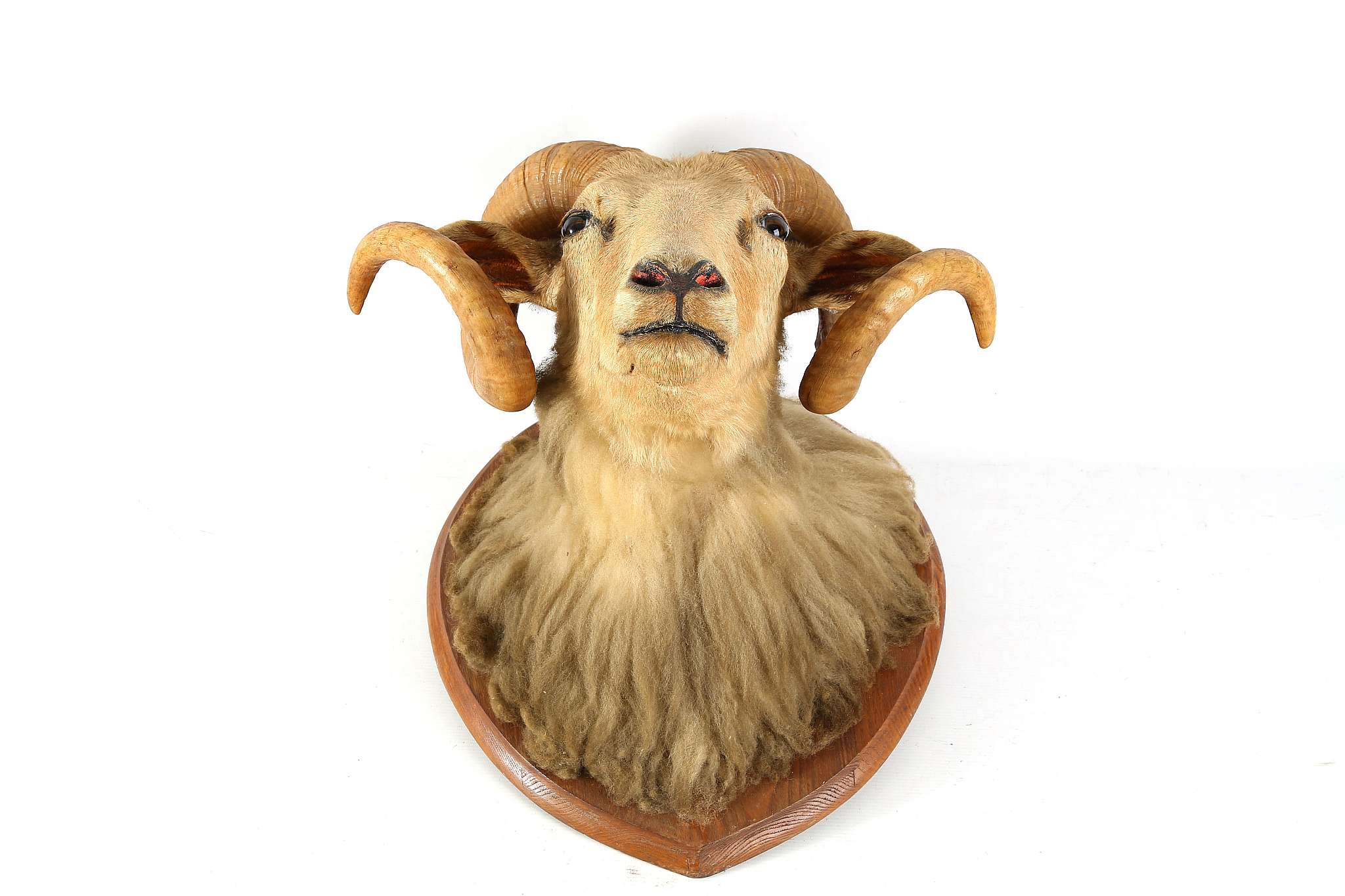 An early to mid 20th Century taxidermic ram's head, with glass eyes, on oak shield shaped plaque.