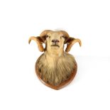 An early to mid 20th Century taxidermic ram's head, with glass eyes, on oak shield shaped plaque.