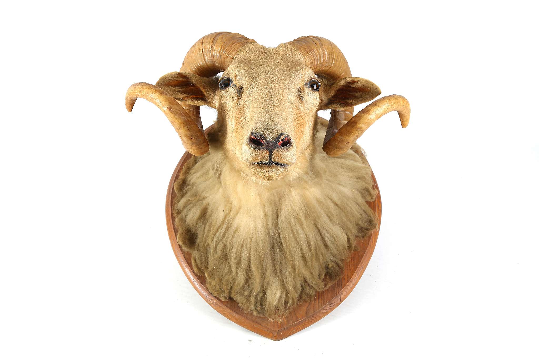 An early to mid 20th Century taxidermic ram's head, with glass eyes, on oak shield shaped plaque. - Image 2 of 2