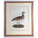 NATURAL HISTORY - PRIDEAUX SELBY, John (1788-1867). Little Bustard, Plate LXV, [1834]. 565x440mm (