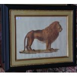 After the antique, a pair of coloured prints, Bengal Tiger and Lion 33 x 45 cms and a pair of