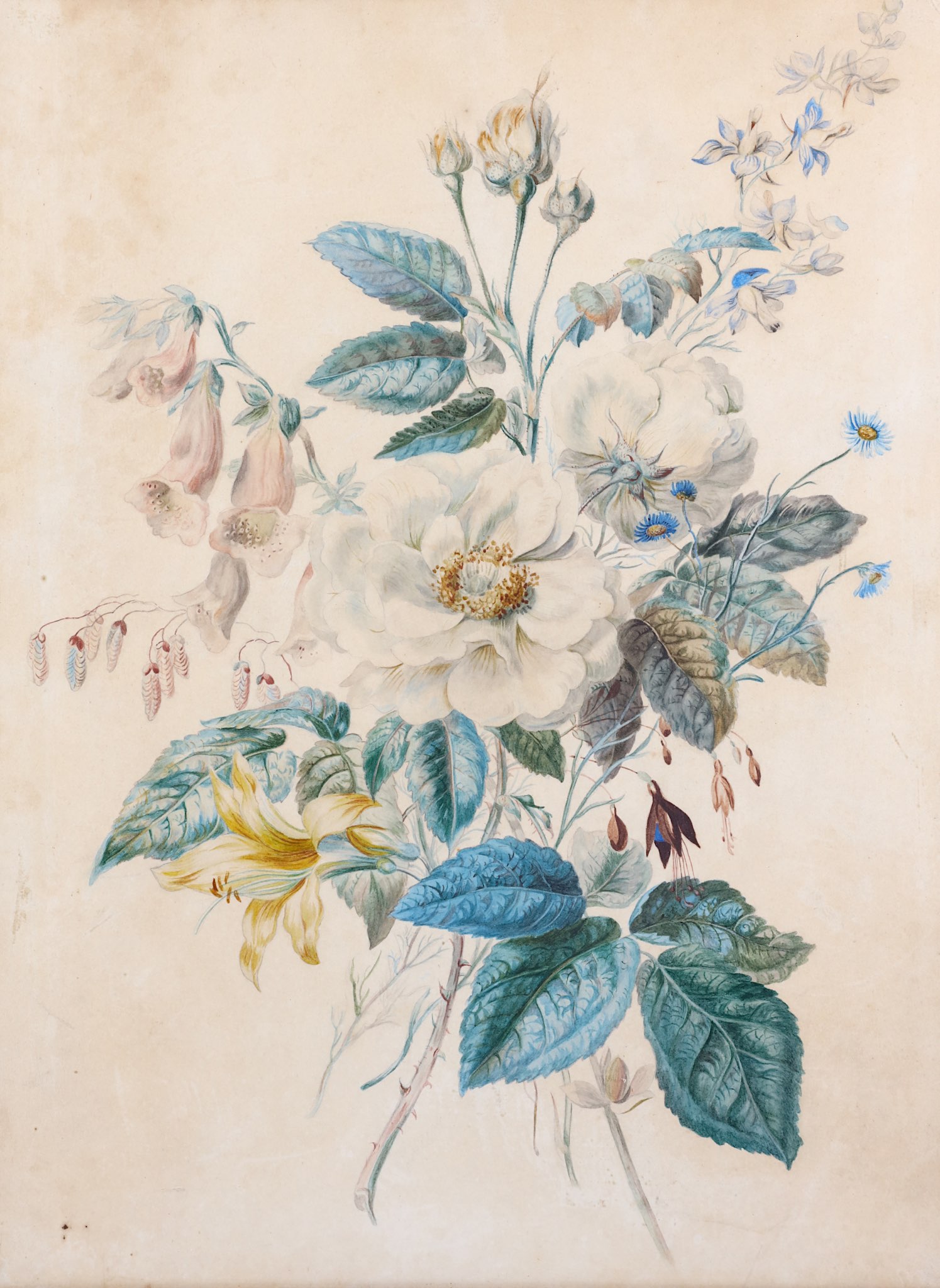 ENGLISH SCHOOL (19TH CENTURY). Botanical study of white roses, foxgloves and other wild flowers,