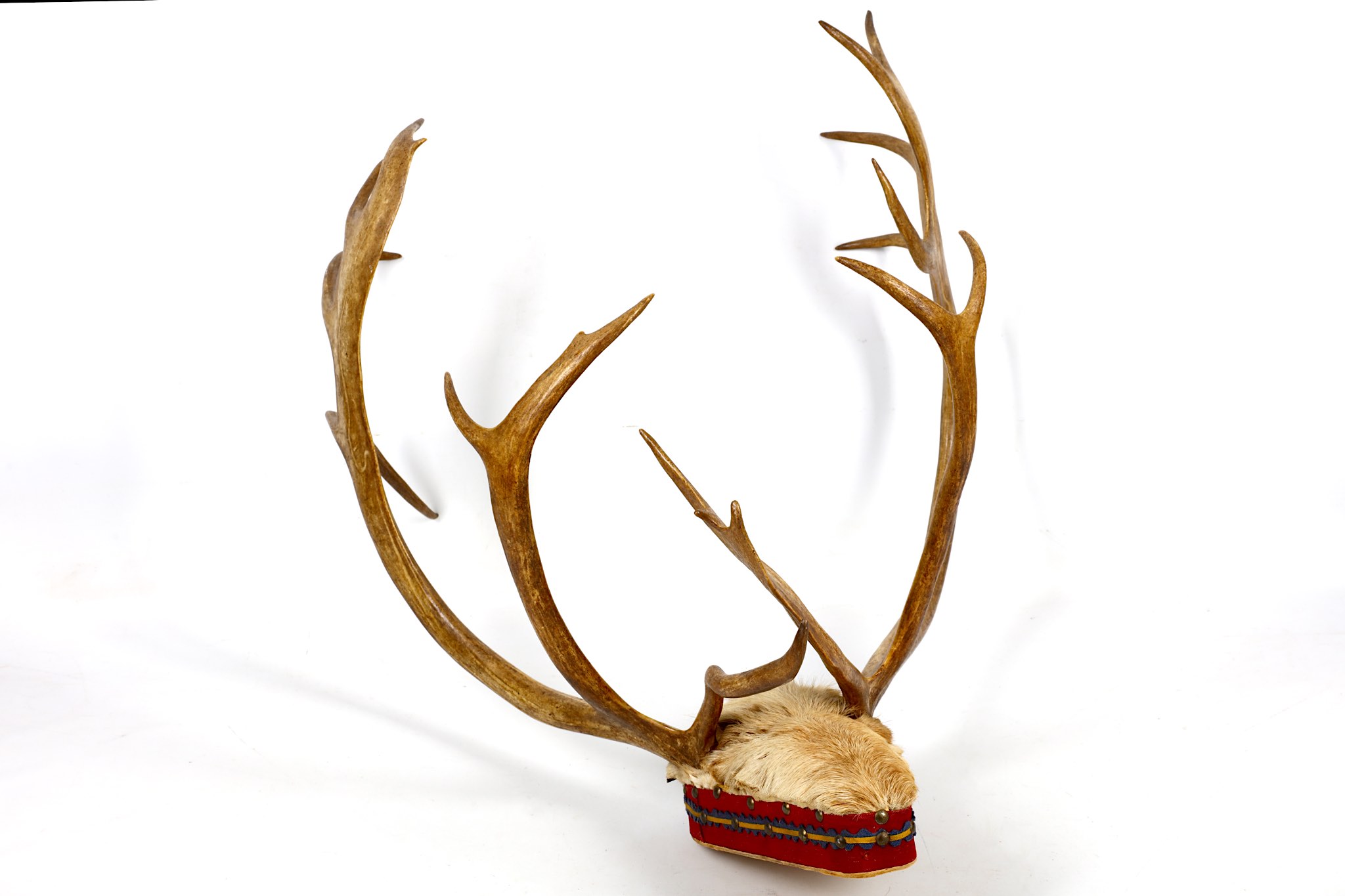 A trophy mounted roe deer head with horns.