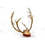 A trophy mounted roe deer head with horns.