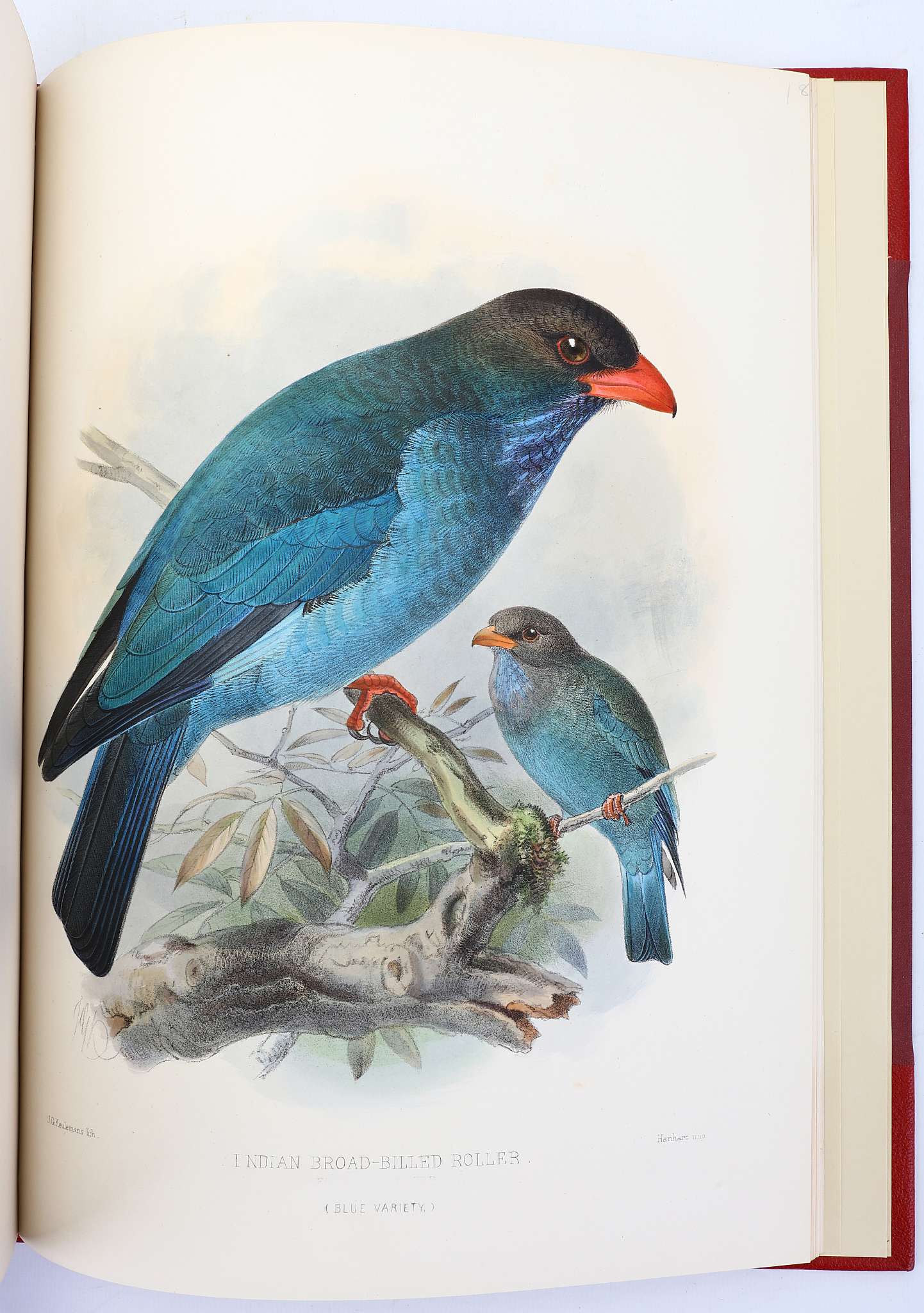 DRESSER, Henry Eeles (1838-1915). A Monograph of the Coraciidae, or Family of the Rollers. - Image 6 of 6