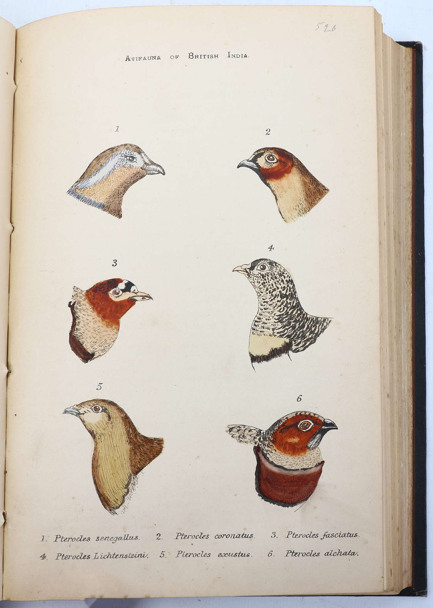 MURRAY, James A. (fl. 1880-90)  The Avifauna of British India and its Dependencies. A Systematic - Image 8 of 8
